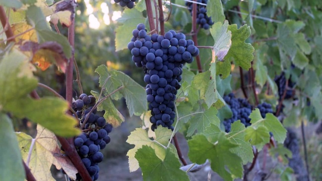 Nebbiolo